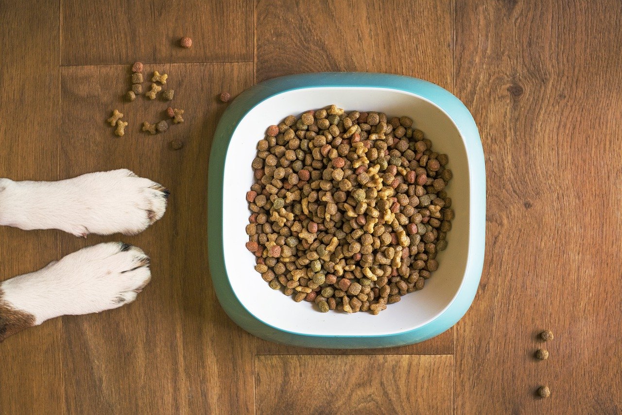 Czego nie może zabraknąć w diecie każdego psa?