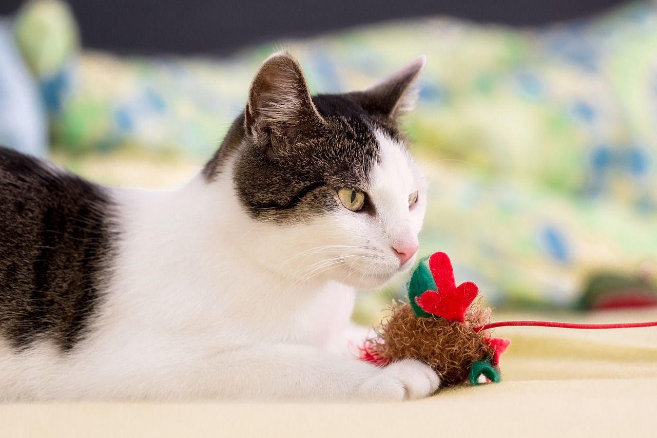 Kot – jakie zabawki potrzebuje?